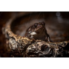 Bufo - Sapo de roble - Anaxyrus quercicus 